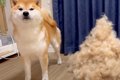 柴犬をブラッシング…の画像