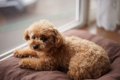 犬が短命になる飼い…の画像