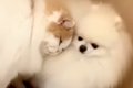 半日ペットサロンに…の画像