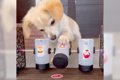 犬のために『自販機…の画像