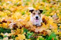 犬が干し柿を食べる…の画像