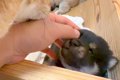 生後20日の赤ちゃん…の画像