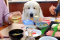家族で『お寿司』食…の画像