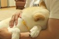 犬が『家族が1日いな…の画像