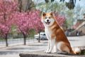 『飼い主に忠実な犬…の画像