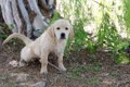 犬がおトイレ後に地…の画像