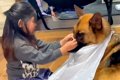 強面の大型犬が『小…の画像