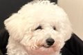 犬と一緒にレストラ…の画像