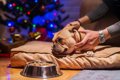 犬が『撫でられるの…の画像