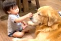 大型犬と赤ちゃんに…の画像