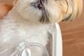 注射のため動物病院…の画像