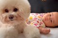 赤ちゃんが『犬と一…の画像