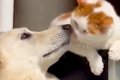 相思相愛な『大型犬…の画像
