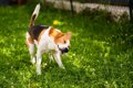 犬が体をブルブルす…の画像