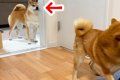 犬と遊んでいたら、…の画像