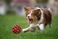 犬がみせる『野性的…の画像