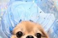 トリミング後に撮影…の画像