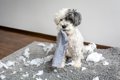 犬が『部屋を荒らし…の画像