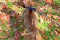 飼育放棄されボロボ…の画像