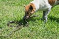 マムシに噛まれた犬…の画像