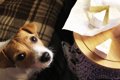 犬の『鼻』が持つ驚…の画像