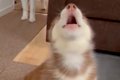 『全部お姉ちゃんの…の画像