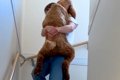 階段を登った大型犬→…の画像