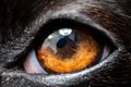 犬を撮影すると目が…の画像