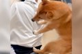 犬が寝場所を探した…の画像