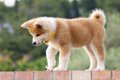 秋田犬が海外で大人…の画像