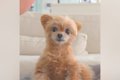 『おばあちゃんが来…の画像