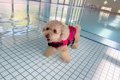 犬が生まれて初めて…の画像