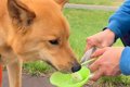 散歩中の犬に水を飲…の画像