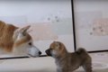 「柴犬の子犬ちゃん…の画像