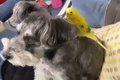 犬が『ピヨピヨ』鳴…の画像