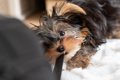 犬が『紐』を好む4つ…の画像