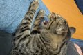 猫が近づいてきた柴…の画像