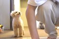 犬を『甘やかして育…の画像