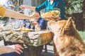 犬が人の食事に興味…の画像