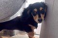 『男らしく厳しく育…の画像