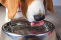 犬に水を与えるとき…の画像