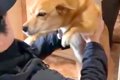 離れて暮らすお兄ち…の画像