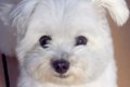 真っ白なフワフワ犬→…の画像