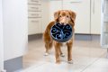 犬が執拗に『ごはん…の画像