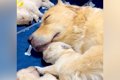 生まれたての赤ちゃ…の画像