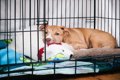 犬が『静かにしてい…の画像