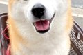 『公園に行ける！』…の画像