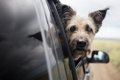 犬が『車酔い』して…の画像