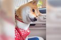 犬が車の『バック音…の画像