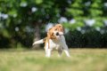 犬がお風呂（シャン…の画像